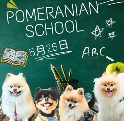 Kasama＆HAUS with the pomeranians！ポメラニアン学校