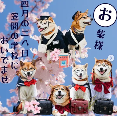 Kasama＆HAUS with the shiba inu dogs！柴犬学校