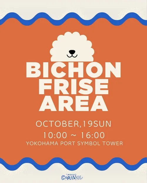 BICHON FRISE AREA