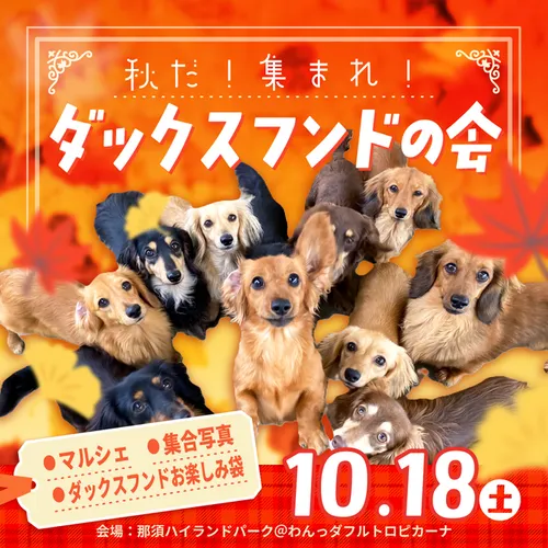 秋だ!集まれ!ダックスフンドの会