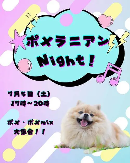 ポメラニアンNight
