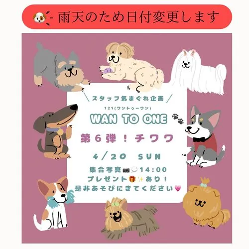 WAN TO ONE 第6弾 チワワ