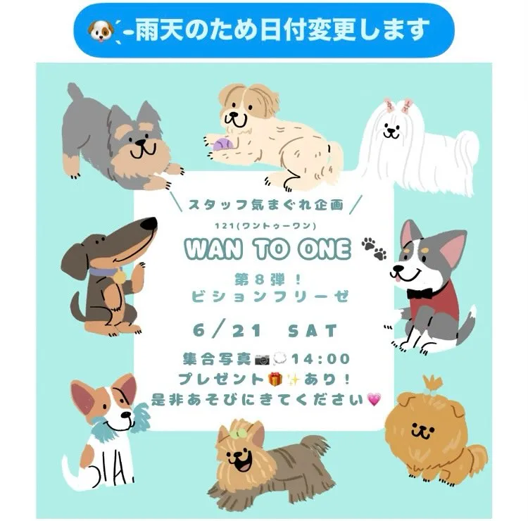 WAN TO ONE 第8弾 ビションフリーゼ