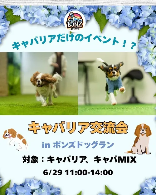 キャバリア交流会 in ボンズドッグラン