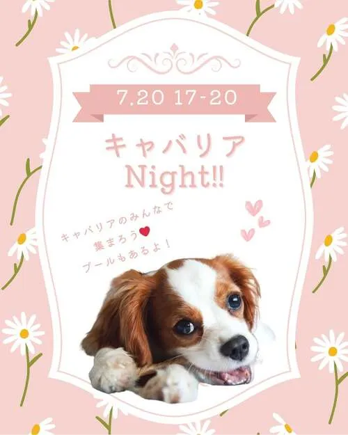 キャバリアNight