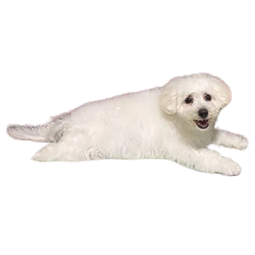 ビションののん