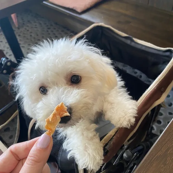 Cafe 蓮櫻 犬おやつのサービス