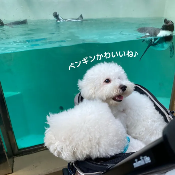 下田海中水族館 ペンギンプール