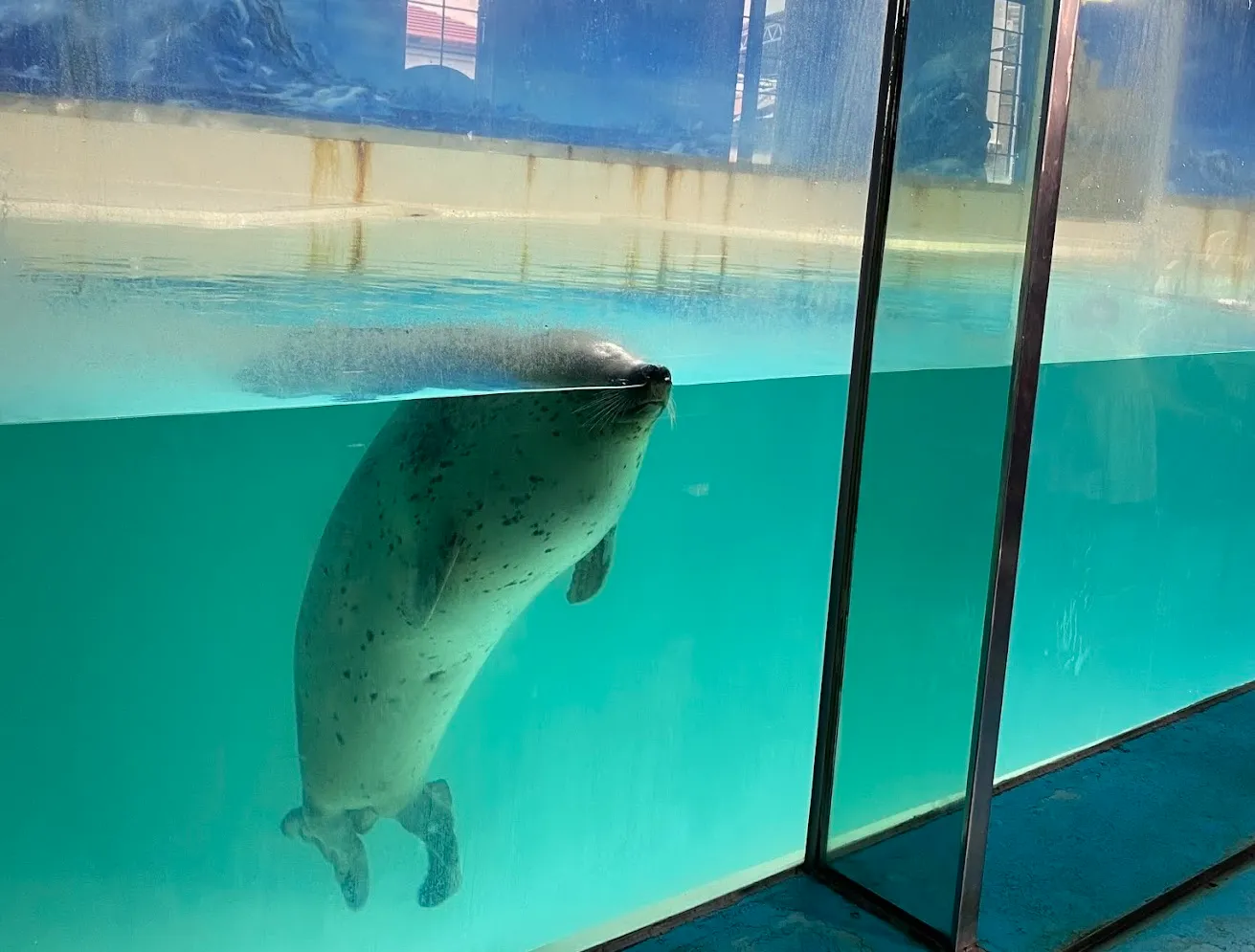 下田海中水族館 アザラシ館