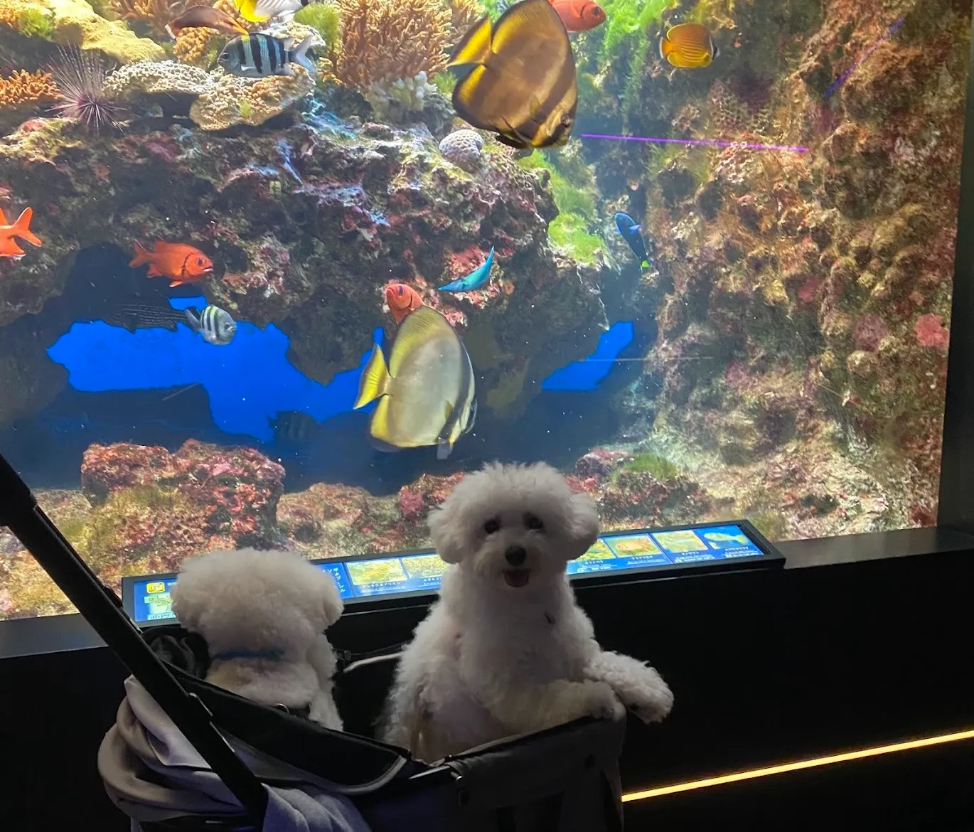 下田海中水族館 伊豆の海の生物館「うみめぐり」