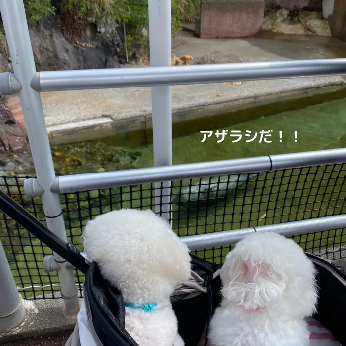 下田海中水族館 アザラシ