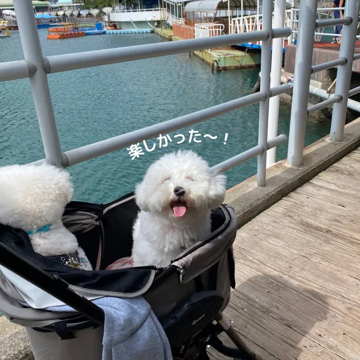 下田海中水族館 犬連れ