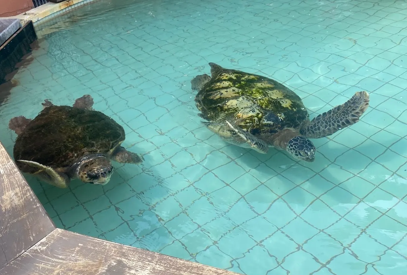 下田海中水族館