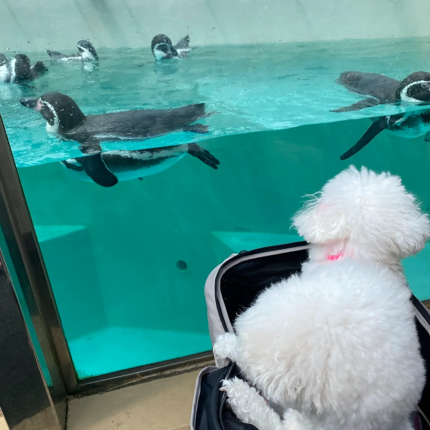 下田海中水族館 ペンギンプール