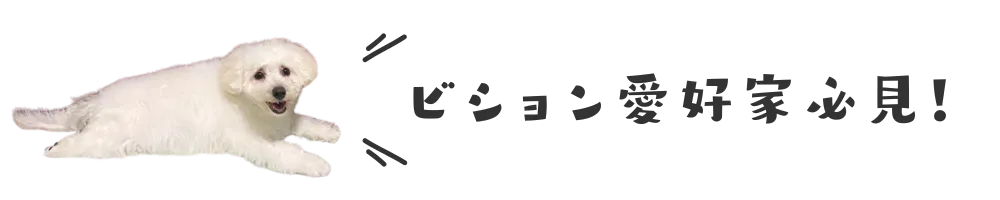 ビション愛好家必見