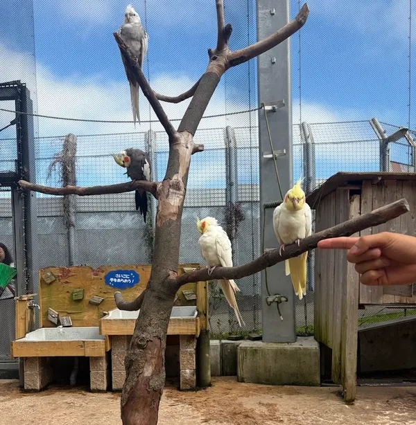 伊豆アニマルキングダム アニマルパラダイス360 オカメインコ