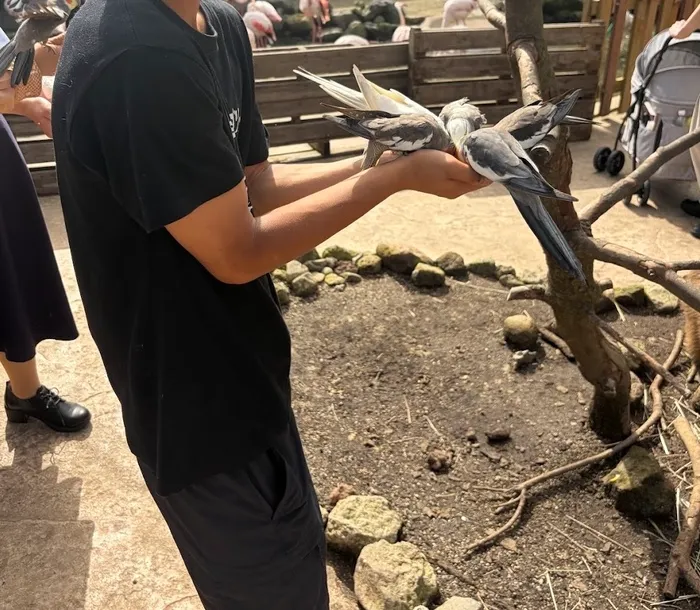 伊豆アニマルキングダム アニマルパラダイス360 オカメインコ