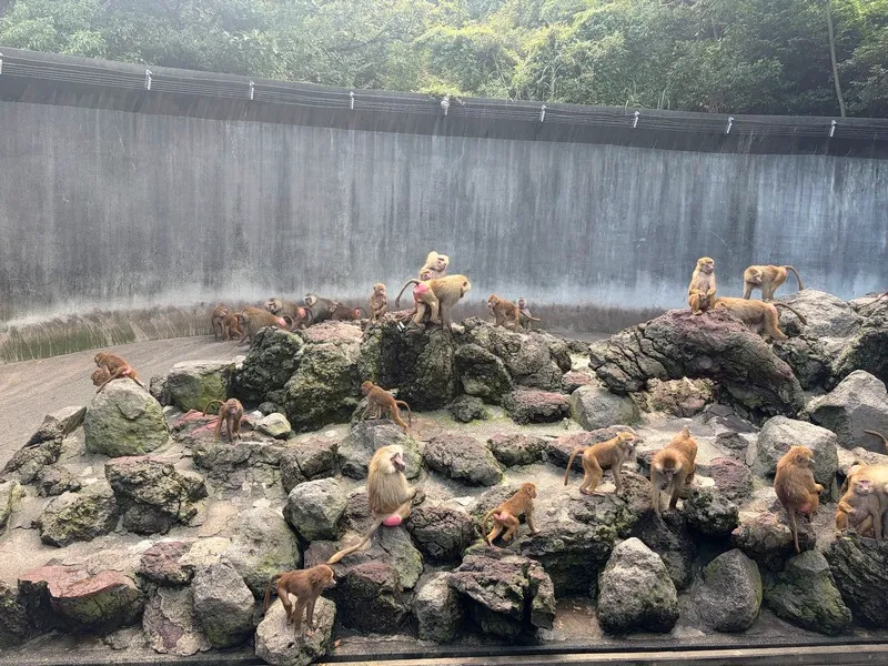 伊豆アニマルキングダム マントヒヒ
