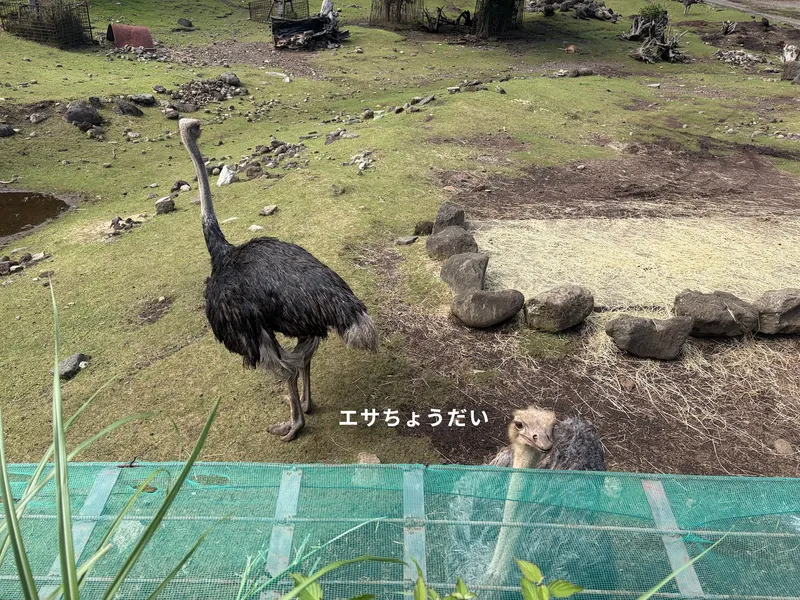伊豆アニマルキングダム ダチョウ