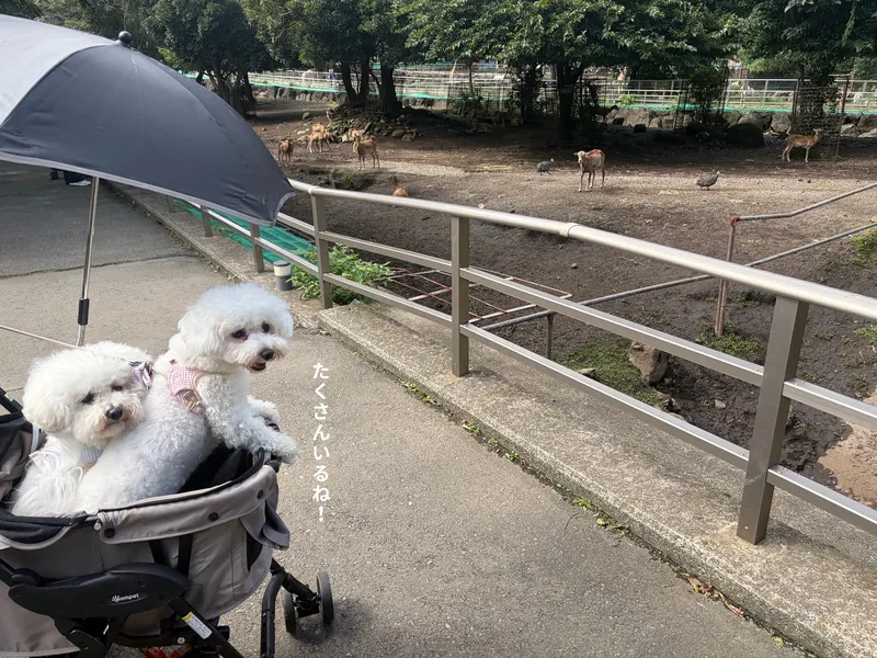 伊豆アニマルキングダム
