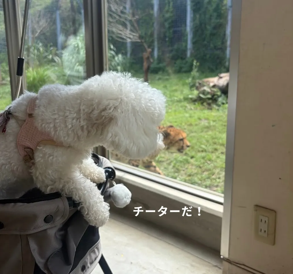 伊豆アニマルキングダム チーター