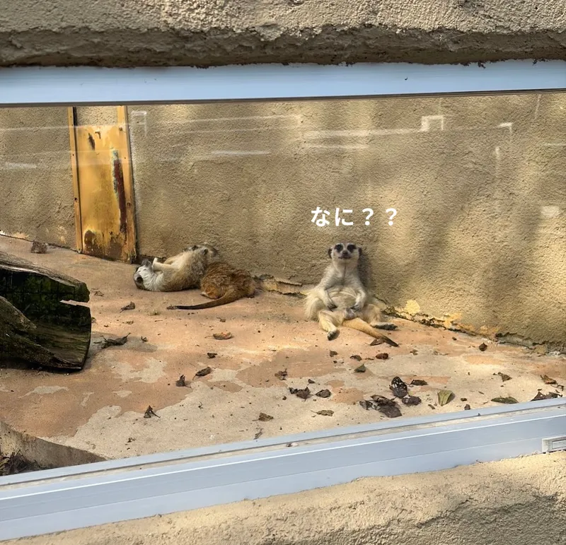 伊豆アニマルキングダム ミーヤキャット