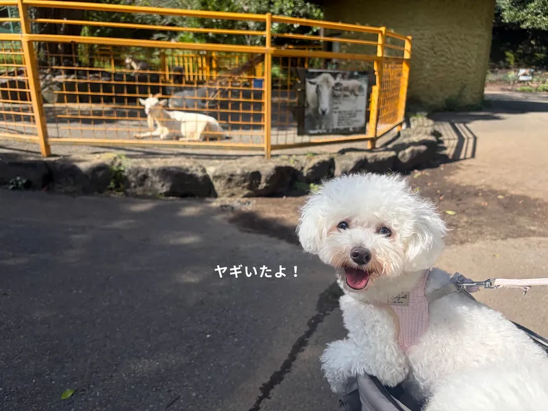 伊豆アニマルキングダム ヤギ