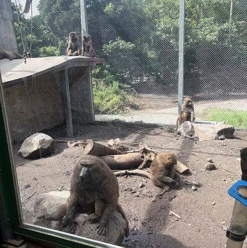 伊豆アニマルキングダム ドグエラヒヒ