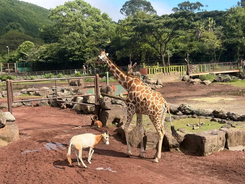 伊豆アニマルキングダム キリン