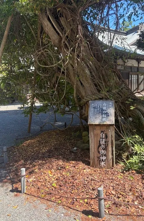 伊豆白濱神社 白龍の御神木