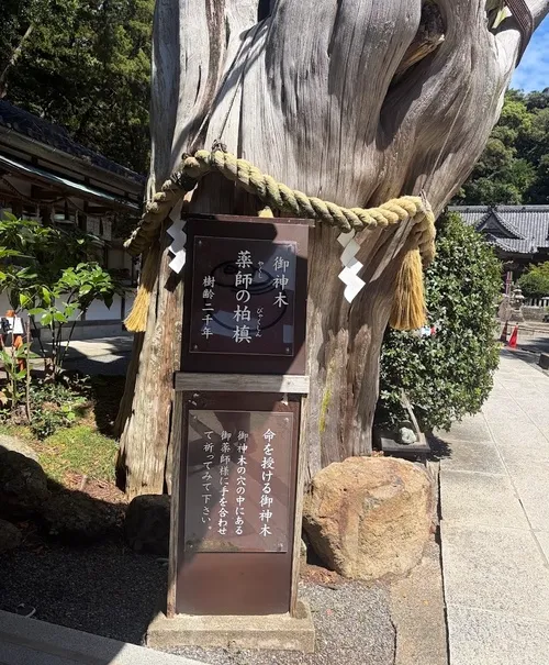 伊豆白濱神社 御神木